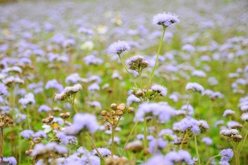 Closeup of beautiful flowers blooming in a farm field in Taiwan 