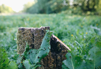 Tree stump with green moss on it. Leaves and grass on summer meadow background texture.
