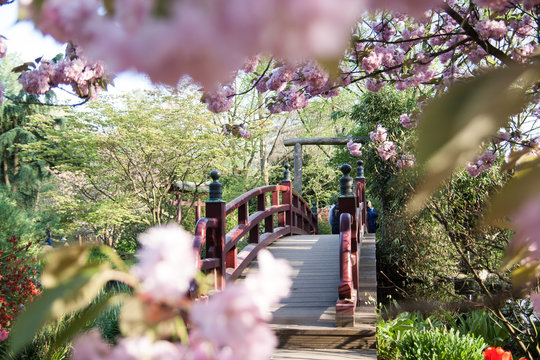 Fr&uuml;hling im Japanischen Garten Leverkusen