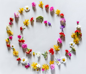 Various colorful spring flowers creating pattern arranged in a spiral or circle on white background. Flat lay summer natural concept. Free space