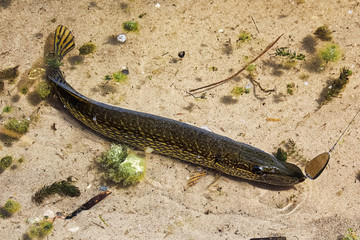 A Northern Pike caught on a fishing hook