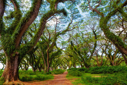 Fototapeta Sun shining through green canopy in ancient tropical forest. Woodland walk past giant trees with huge trunks and branches at Jawatan Benculuk Banyuwangi. Travel destination in Jawa island, Indonesia.