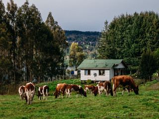 Sul do Chile