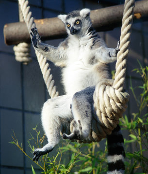 Katta