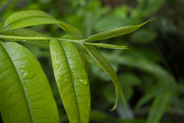close-up of green leave after torrential rain in the garden with droplet