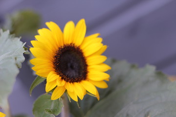 Fototapeta na wymiar Sunflower
