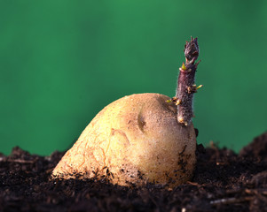 Kartoffelkeimung; solanum tubersosum;