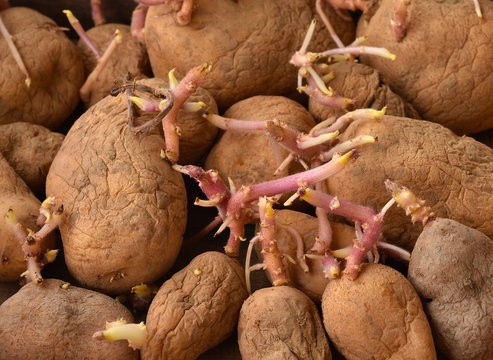 Kartoffelkeimung; solanum tubersosum;