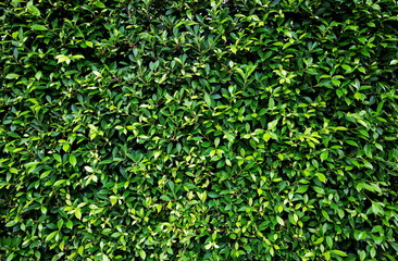 Fototapeta na wymiar Green leaves texture and background.