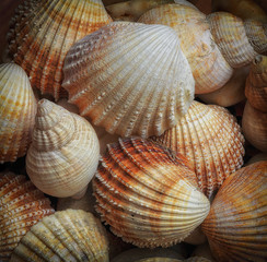 A collection of sea shells from Swansea Bay, South Wales, UK