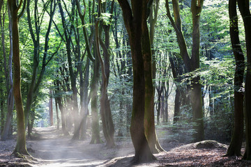 Obraz premium Tańczące drzewa w Speulderbos w Holandii