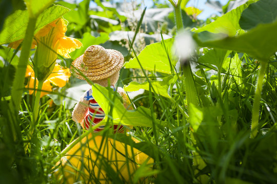 Dreaming Cutie in the Garden / Rear view of cute dreamy little teddy bear, sitting with sailor suit and sun hat at top of pumpkin in summery big garden jungle between tall plants