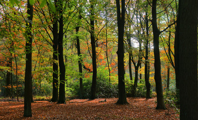 Forest in early autumn with nice colors