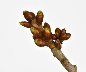 Kirschbaumknospe; cherry tree bud; Prunus avium;