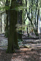 Dancing trees in Speulderbos in the Netherlands