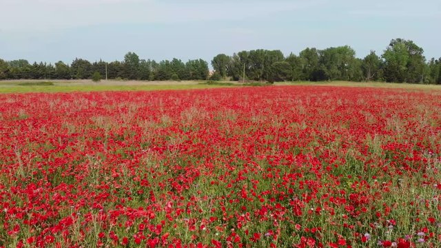 Aerial Footage Over Red Flowers Field