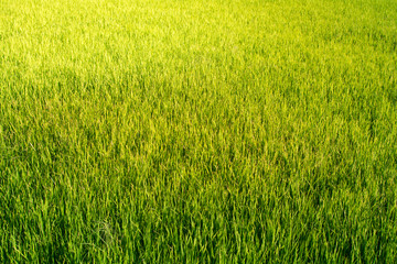 Rice field looks like Green grass. Everywhere is light Green