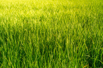 Rice field looks like Green grass. Everywhere is light Green