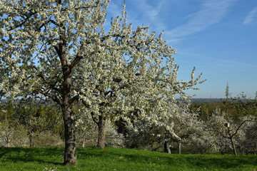 Naklejka premium Streuobstwiese mit bluehenden Kirschbaeumen