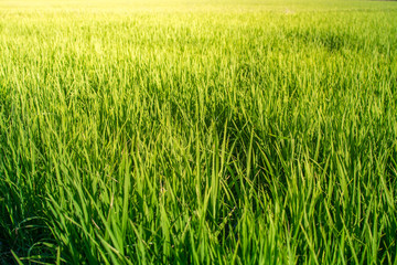 Rice field looks like Green grass. Everywhere is light Green