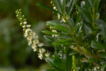 Kirschlorbeer; Lorbeerkirsche; Prunus laurocerasus