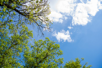 Fototapeta premium Crowns of trees and sky with a light cloud