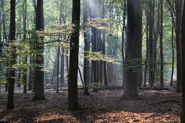 Dancing trees in Speulderbos in the Netherlands
