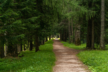 Boardwalk in forest. Footpath Winding through Green Forest. Dark forest and a road. Hiking Trail through Natural Spruce Tree Forest. 