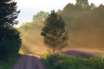 Sun rays illuminating the road and the meadow. Nature landscape. Novgorod region, Russia. - 214954481