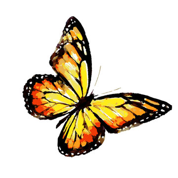 beautiful yellow butterflies, watercolor, isolated on a white background