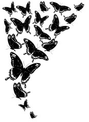 black butterfly, isolated on a white