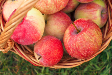 Red apples in a wicker basket on green grass in the orchard. Fresh ripe apples