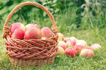 Red apples in a wicker basket and on green grass in the orchard. Fresh ripe apples