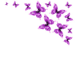 pink butterflies design, isolated on a white background
