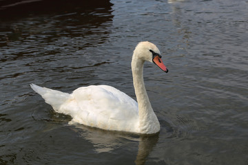 the swan swims along the river