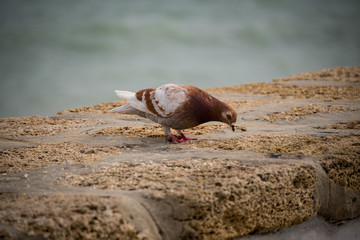 Brown dove