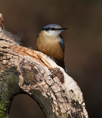 Kleiber; Sitta europaea;