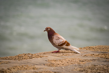 Brown dove