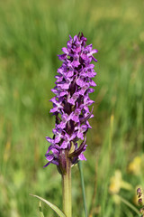 Fleischfarbenes Knabenkraut; Dactylorhiza incarnata;
