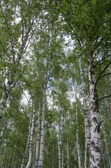 birches