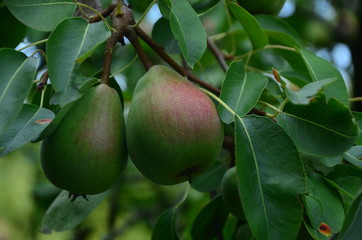 Birnenbaum 