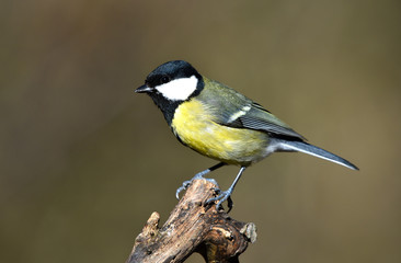Kohlmeise; Parus major; great tit;