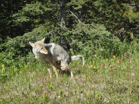 a fox is shitting on the field