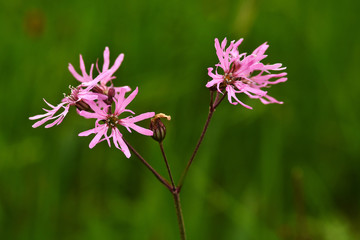  Kuckucks-Lichtnelke; Silene flos-cuculi;