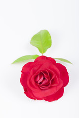 A red rose with some leaves isolated on white