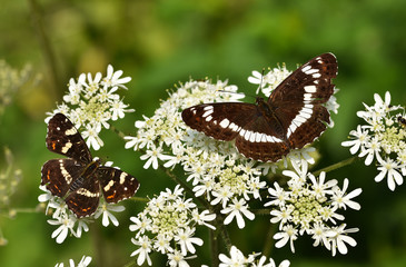 Landkaertchen;  Araschnia levana, Kleiner Eisvogel; Limenitis camilla;