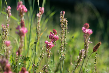 Esparcet pink flowers ,Onobrychis viciifolia