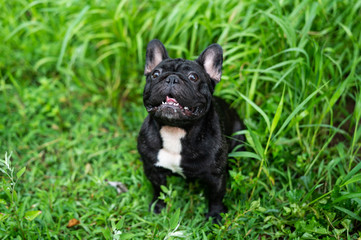 French bulldog playing outside 