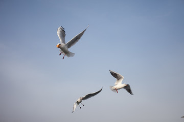 Seagulls over sea