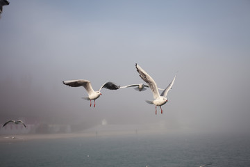 Fototapeta na wymiar Seagulls over sea